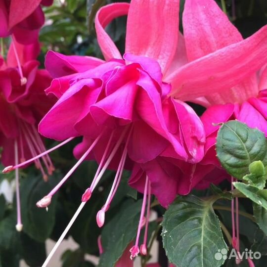 Махровая Фуксия в ассортименте