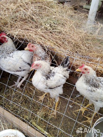 Петухи молодки домашние