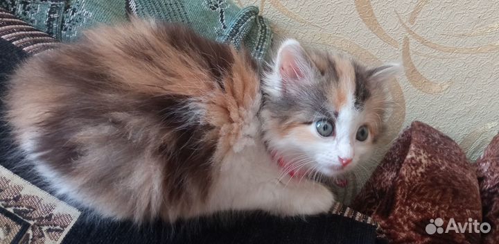 Трехцветная кошка – к счастью