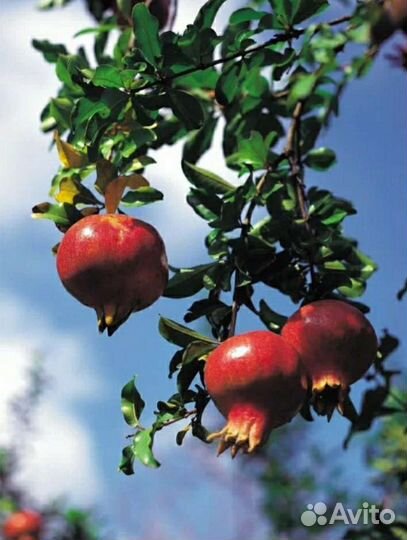 Гранат уличный плодовый