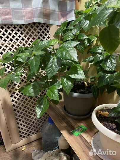 Китайская роза