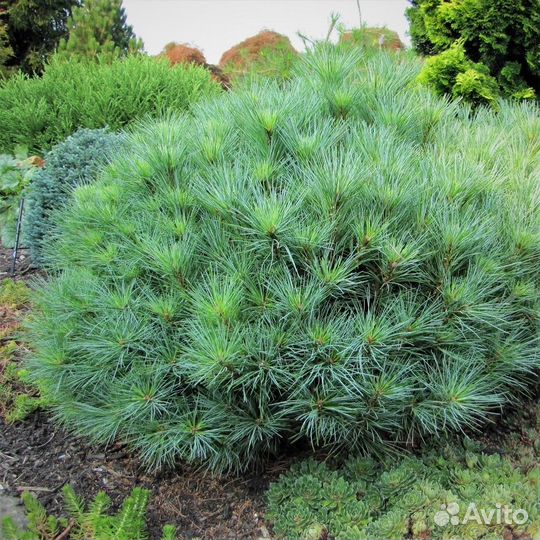 Черенки хвойных сортовых растений