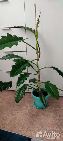 Филодендрон крокодил,замиокулькас