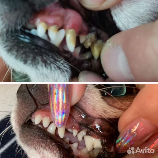 Чистка зубов собаке