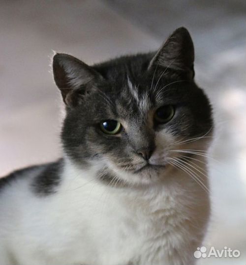 Красавчик Сокол в добрые руки