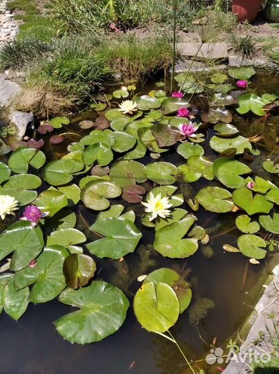 Кувшинки для пруда