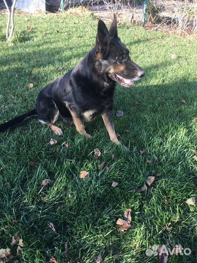 Щенки немецкой овчарки