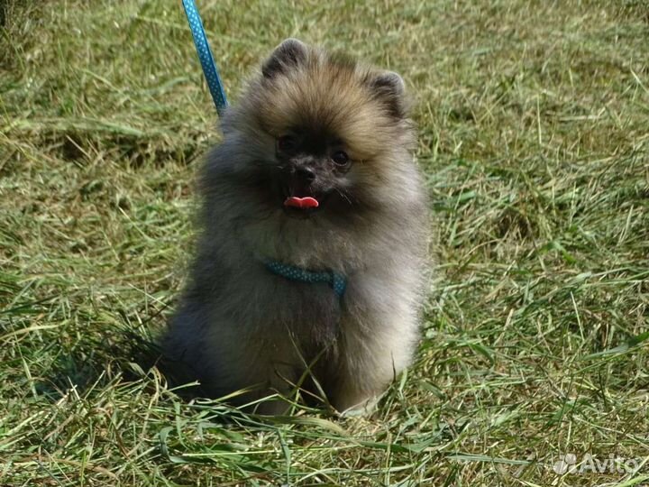 Девочка помераночка