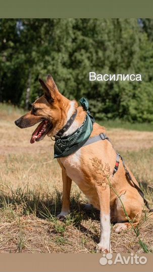 Собака из приюта ищет дом