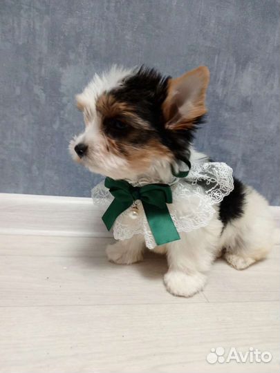 Йоркширский терьер