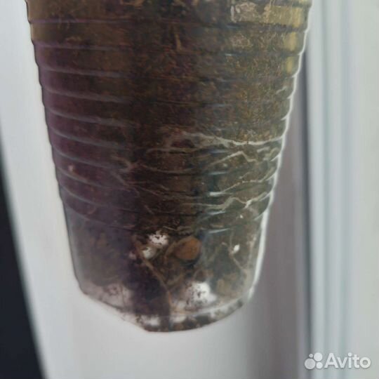 Пеларгония/герань тюльпановидная