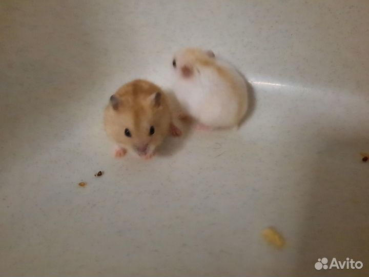 Джунгарский хомяк