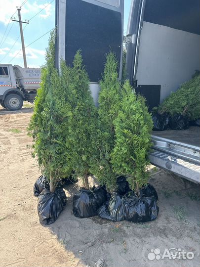 Туи смарагд