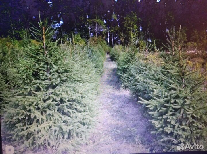 Продам саженцы