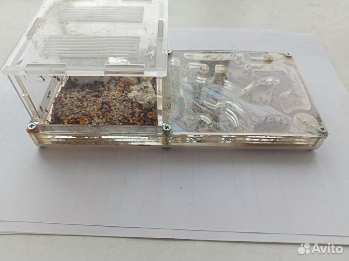 Муравьиная ферма / формикарий, с семьей и маткой