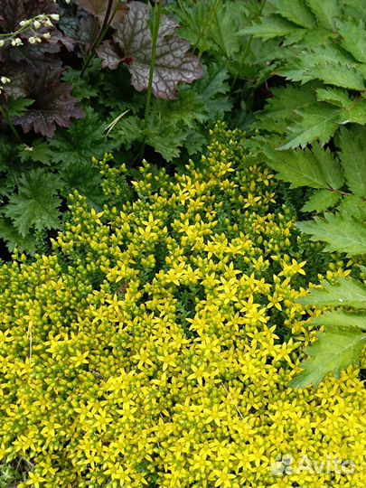 Седум едкий,мята ананасная вариегата,очитки