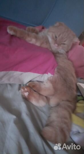 Шотландский кот вязка