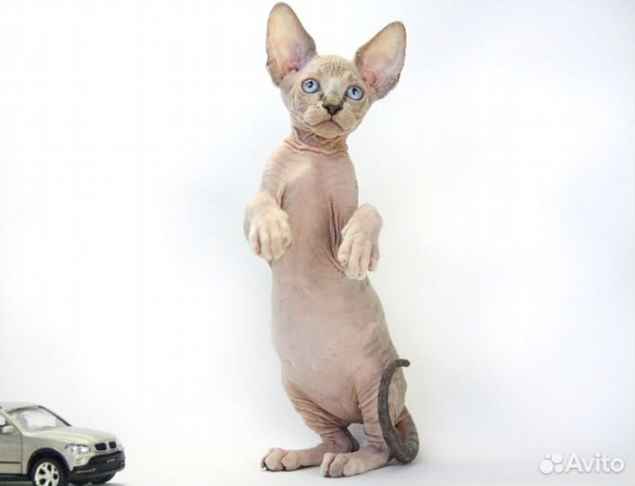 Малыш Бальмонт, он же Бальзамчик маленький лекарь)