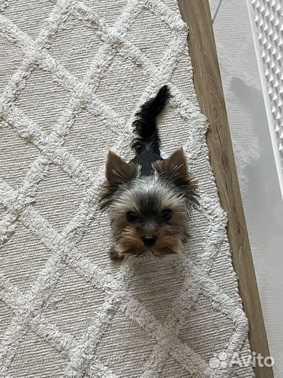 Вязка. Йоркширский терьер мини