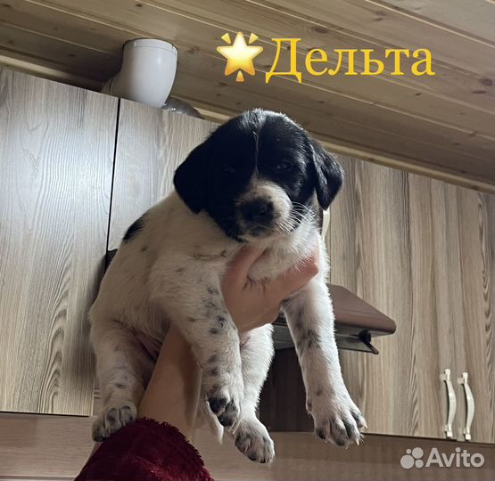 Щенки лайки и дратхаара