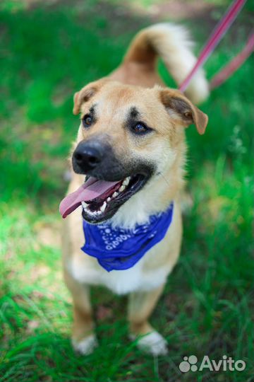 Веселый молодой пес Батлер из приюта ищет дом