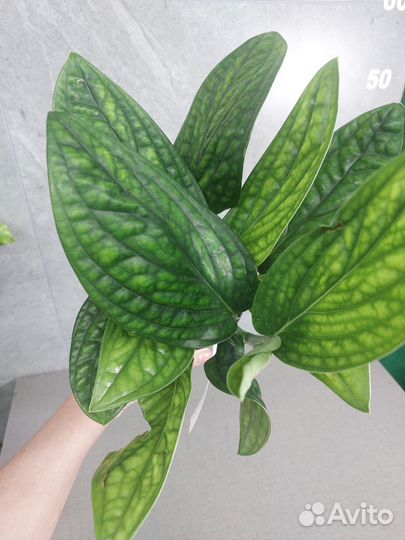 Эпипремнум марбл планет