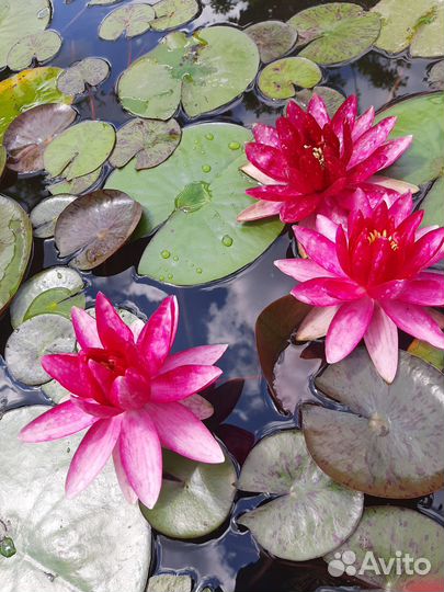 Нимфеи для пруда