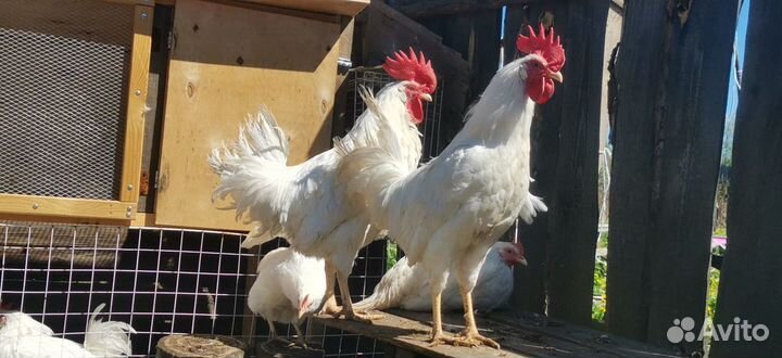 Молодые петухи