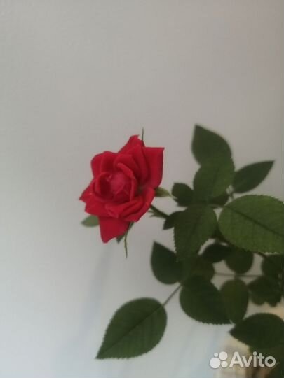 Роза комнатная