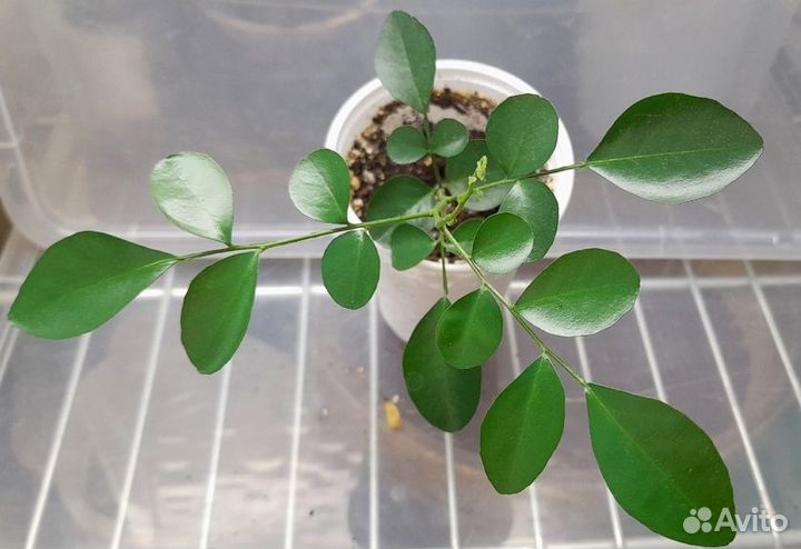 Муррайя метельчатая