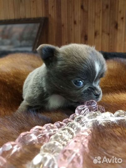 Чихуахуа.Мальчик размером с пальчик