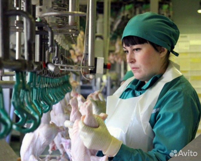 Вахта на птицефабрике без опыта