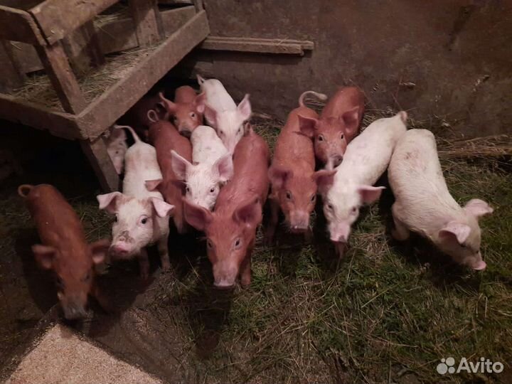 Поросята