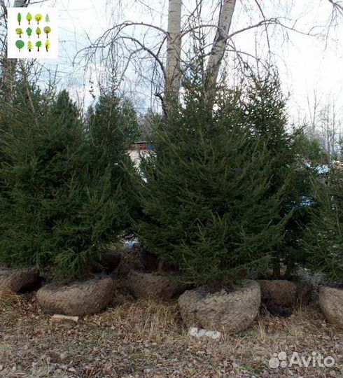 Крупномер ель с гарантией опт