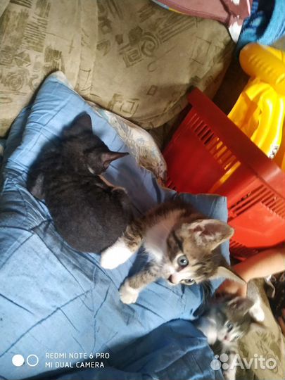 Отдам в добрые руки