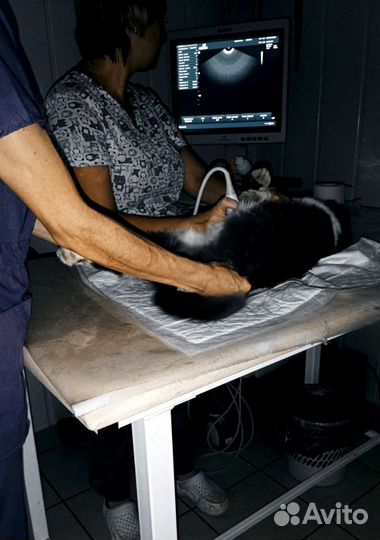 Ветеринарная клиника и аптека