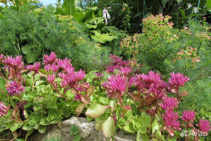 Почвопокровные растения