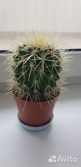 Эхинокактус грузони