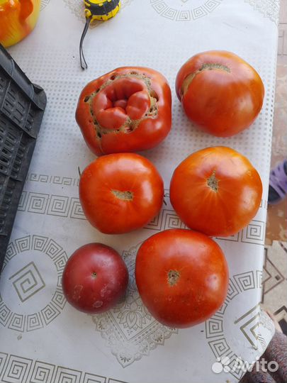 Помидоры