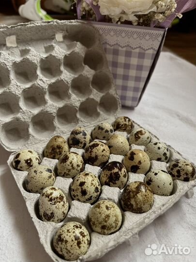 Перепелиные яйца