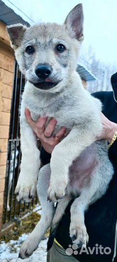 Щенки волкособа