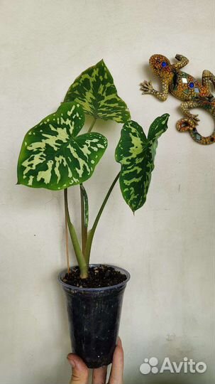 Каладиум Thai Beauty/ Desert Sunset/ Grey Horst