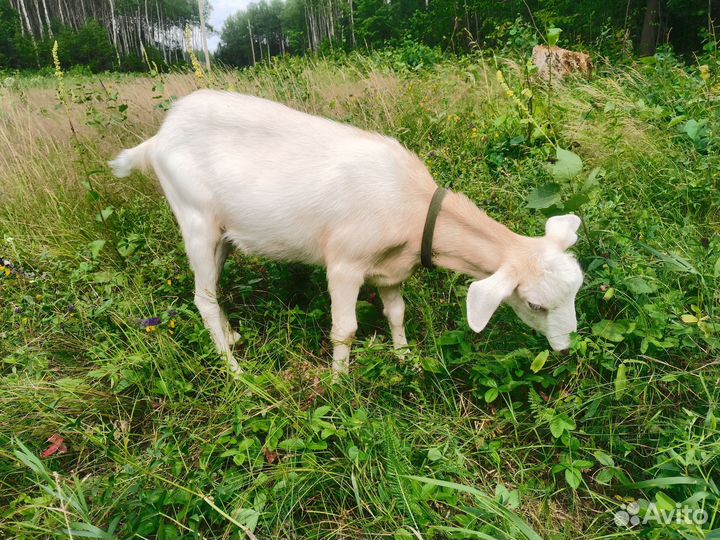 Коза нубийская и козлята