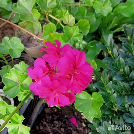 Пеларгония герань