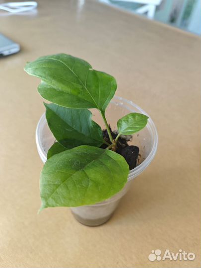 Бугенвиллея Snowcap Multi