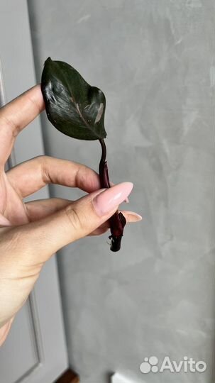 Филодендрон розовая принцесса