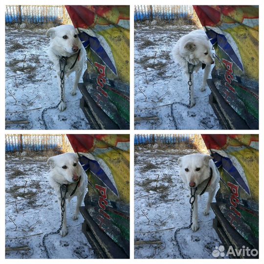 Белоснежная собака в добрые руки