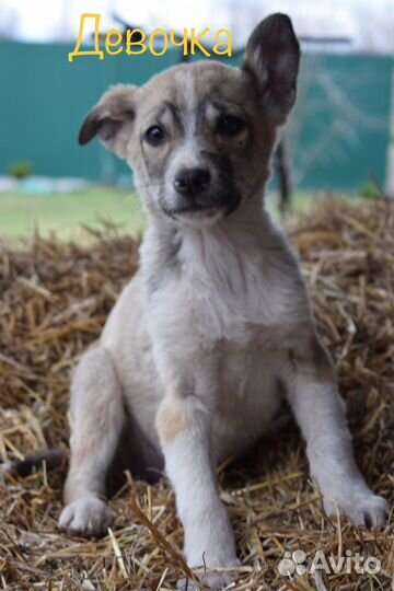 Щенок в добрые руки