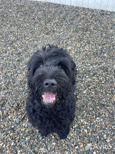 Зоогостиница для собак