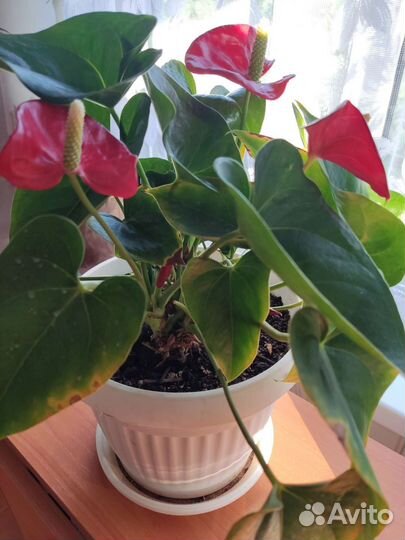 Антуриум (мужское счастье)